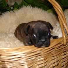 Fransk bulldog Rocko