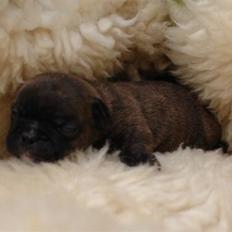 Fransk bulldog Rocko