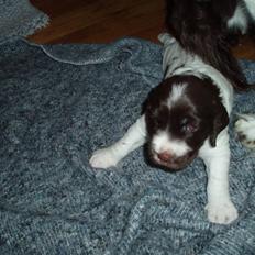 Kleiner münsterländer Kato