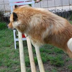 Eurasier †Kærlundegårds Jago†