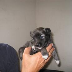 Islandsk fårehund SIGLA (R.I.P - 2022)