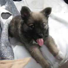 Islandsk fårehund SIGLA (R.I.P - 2022)