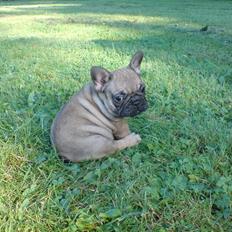 Fransk bulldog Effie