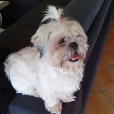 Shih tzu Bella
