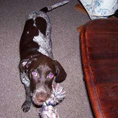 Korthåret hønsehund chilli 