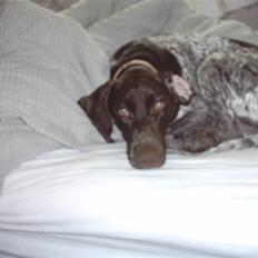 Korthåret hønsehund chilli 