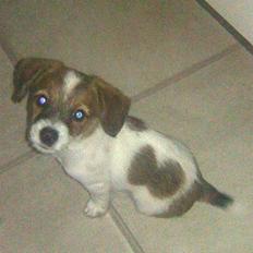 Jack russell terrier Rollo 