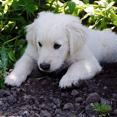 Golden retriever Giddygold the Tinderbox