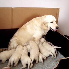 Golden retriever Giddygold the Tinderbox