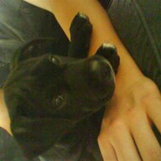 Blanding af racer Den sorte slyngel