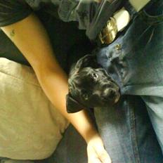 Blanding af racer Den sorte slyngel