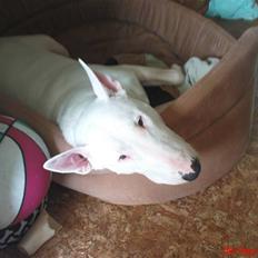 Bullterrier Biskop