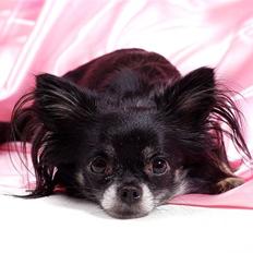 Chihuahua Mulle