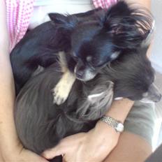 Chihuahua Mulle