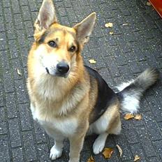 Blanding af racer Basse R.I.P