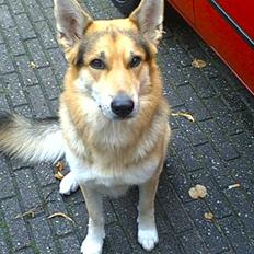 Blanding af racer Basse R.I.P