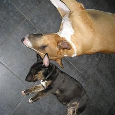Bullterrier Cozmo  * R.I.P *