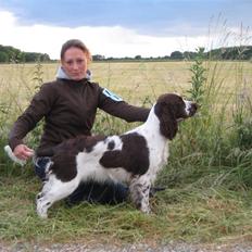 Engelsk springer spaniel Laika