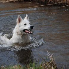 Hvid schæfer Blacktowns Carlsen
