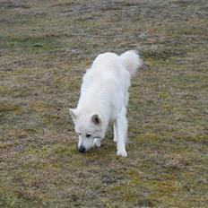Hvid schæfer Blacktowns Carlsen