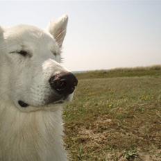 Hvid schæfer Blacktowns Carlsen