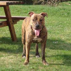 Amerikansk staffordshire terrier Shiva