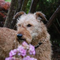 Irsk terrier Megan Von Der Neesenburg