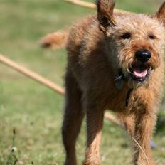 Irsk terrier Megan Von Der Neesenburg