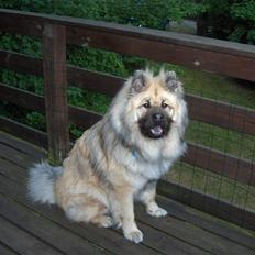 Eurasier Oskar (Blue Moon)