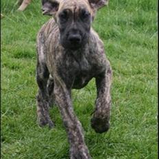 Grand danois Samuraiwood´s Annabelle 