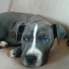 Blanding af racer Paplo