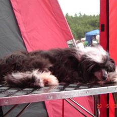 Chinese crested powder puff Mexi Pepsi-Liv