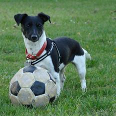 Blanding af racer Smilla (Cho Tik)