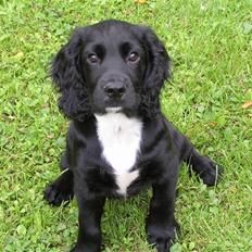 Field Trial spaniel Aslan
