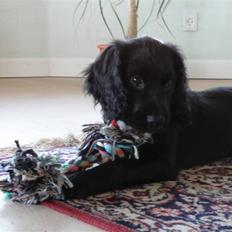 Field Trial spaniel Aslan