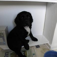 Field Trial spaniel Aslan