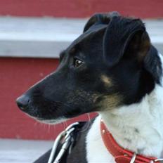 Blanding af racer Smilla (Cho Tik)