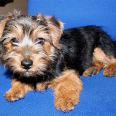 Norfolk terrier Nala