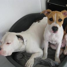 Amerikansk staffordshire terrier tiki