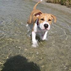 Amerikansk staffordshire terrier tiki