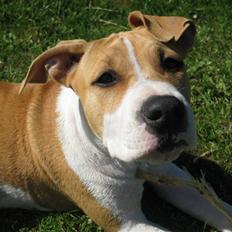 Amerikansk staffordshire terrier tiki