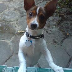 Blanding af racer Tøffe