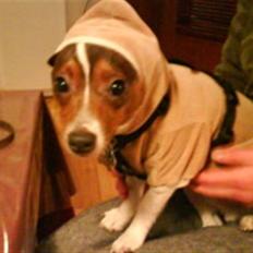 Blanding af racer Tøffe