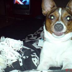 Blanding af racer Tøffe