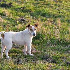 Jack russell terrier Mojo R.I.P.