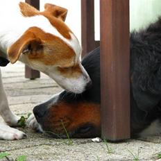 Jack russell terrier Mojo R.I.P.