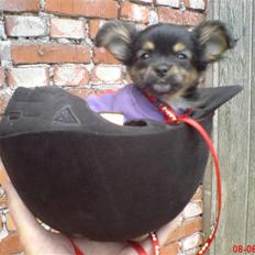 Chihuahua Bella's black Tiffany