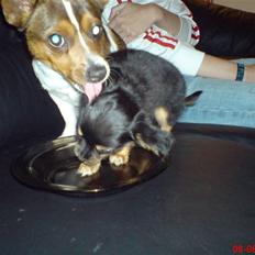 Chihuahua Bella's black Tiffany