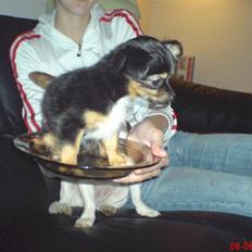 Chihuahua Bella's black Tiffany