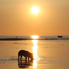 Fransk bulldog Alonso [Loke]